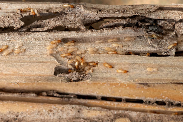 Best Wildlife Control Services  in Gibsonburg, OH